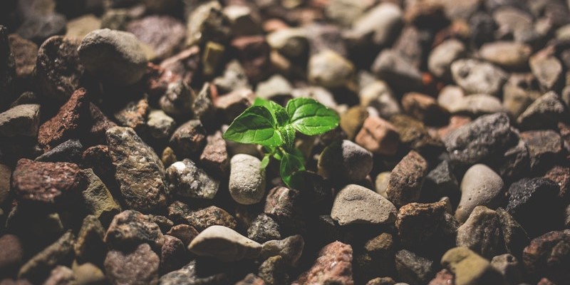 Resilience Quotes